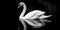 A graceful swan reflected in the still surface of an ethereal, monochromatic body of water, emphasizing its elegance and