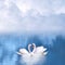 Graceful swans in love