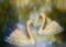 Graceful swans in love swimming together, illustration collage