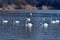Graceful swans in Tovacov village