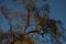 Graceful thin spring trees with yellow golden foliage in sunset light, shadows, blue sky