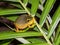 Graceful Tree Frog in Queensland Australia