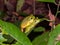 Graceful Tree Frog in Queensland Australia