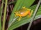 Graceful Tree Frog in Queensland Australia