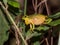 Graceful Tree Frog in Queensland Australia