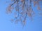 Graceful twigs of a leafless linden tree with dried lionfish and seeds against a sunny blue sky, bottom view. Winter photo