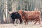 Graceful Wanderer: Majestic Brown Wild Cow Grazing in the Spring Field