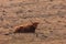 Graceful Wanderer: Majestic Brown Wild Cow Grazing in the Spring Field