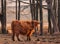 Graceful Wanderer: Majestic Brown Wild Cow Grazing in the Spring Field