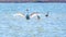 Graceful water birds, white Swan and white and grey herons swimming in the lake