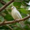 Graceful white bird perches on tree branch serene ambiance