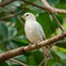 Graceful white bird perches on tree branch serene ambiance