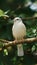 Graceful white bird perches on tree branch serene ambiance