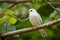 Graceful white bird perches on tree branch serene ambiance