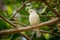 Graceful white bird perches on tree branch serene ambiance