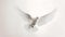 Graceful white dove in flight against a soft light background. symbol of peace and freedom. minimalist elegant bird