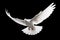 Graceful white dove in flight with wings beautifully arched, isolated over black background