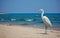 Graceful White Heron: A Majestic Sight on the Beach