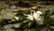 Graceful White Lotus Blossom Floating on Water