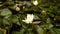 Graceful White Lotus Blossom Floating on Water