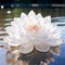 Graceful White Lotus: A Serene Zen Garden Oasis