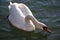 Graceful white mute swan swimming on lake summertime