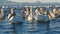 Graceful white pelicans swimming on lake water in sunlight