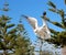 Graceful white seagull in flight against a backdrop of pine trees