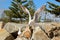 Graceful white seagull in flight against a backdrop of pine trees