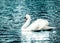 Graceful white swan