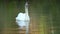 Graceful white swan drinks water with moving neck up. Swan mirror reflection