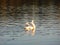 Graceful white swan floats on the lake with their wings