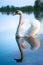 Graceful white swan and reflection on evening lake.