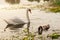 Graceful white swan staring at child exploring water. Adult bird looking after curious baby, swimming in lake together.