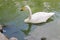 Graceful white Swan swimming in the lake , swans in the wild