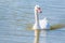 Graceful white Swan swimming in the lake  swans in the wild. Portrait of a white swan swimming on a lake