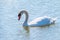 Graceful white Swan swimming in the lake  swans in the wild. Portrait of a white swan swimming on a lake