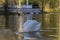 Graceful white Swan swimming in the lake, swans in the wild. Portrait of a white swan swimming on a lake. The mute swan, latin