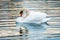 Graceful white swan swimming on striped colored lake surface