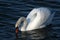 Graceful white swan on a water
