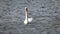 A graceful white swan on the water in slow motion