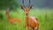 Graceful Wildlife, Captivating Kob Antelope in its Natural Habitat, Thriving in the Rain. Generative AI
