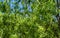 Graceful winding leaves and branches of Babylon willow Salix Matsudana or Chinese Willow. Salix Babylonica Matsudana
