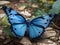 Graceful Wings: Enchanting Blue Butterfly Captivation