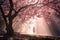 Graceful woman with long skirt walking in foggy beautiful blooming cherry blossom woods with pink petals