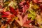 Graceful yellow, red and green fall leaves of Acer saccharinum and of Liquidambar styraciflua