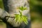 Graceful young green leaves of Liquidambar styraciflua, Amber tree in focus on blurred grey trunk tree