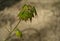 Graceful young leaves of maple Acer mono. Delicate maple twig on blurred beige background. Spring nature concept for any design