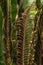 A Graceful young shoot of a fern on a natural background.