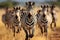 Graceful Zebras in the African Savannah